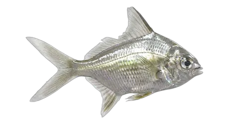 Irish Pompano