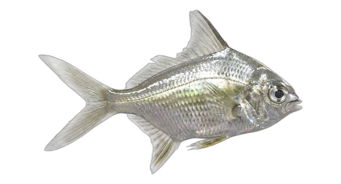 Irish Pompano