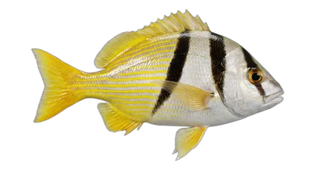 Porkfish