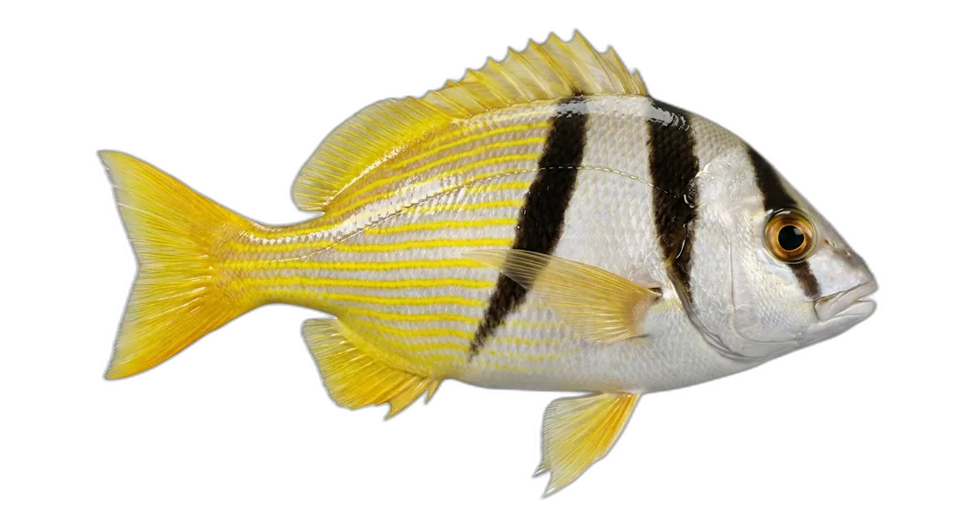 Porkfish