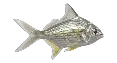 Striped Mojarra