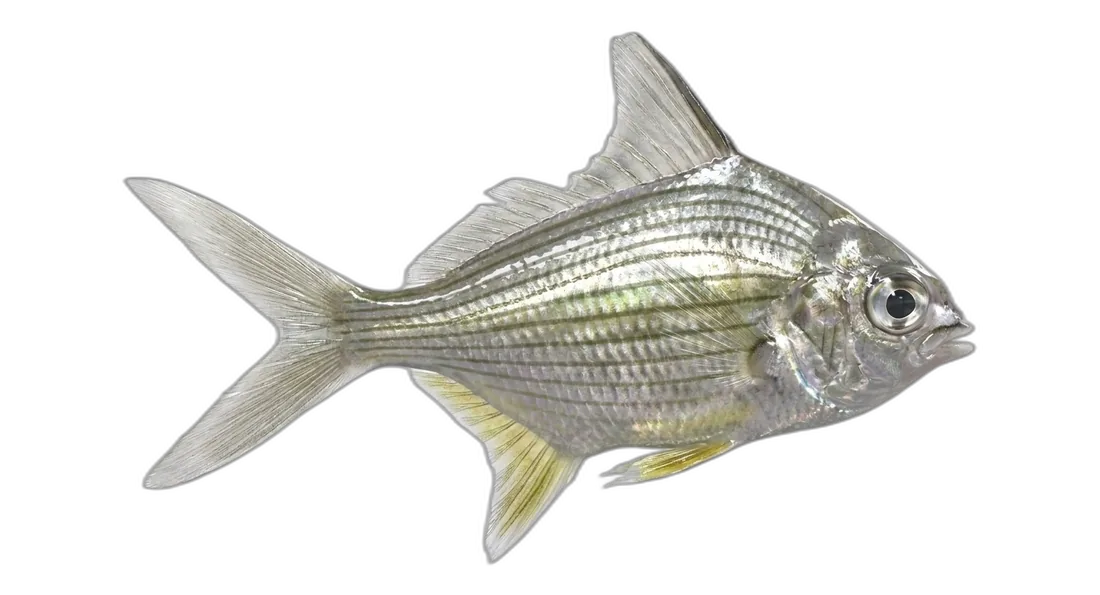Striped Mojarra